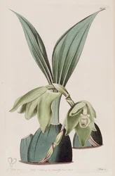 Illustration von Ida ciliata (als syn. Maxillaria ciliata)